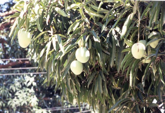mangiferaindica.jpg