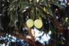 mangiferaindica2_small.jpg