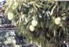 mangiferaindica_small.jpg