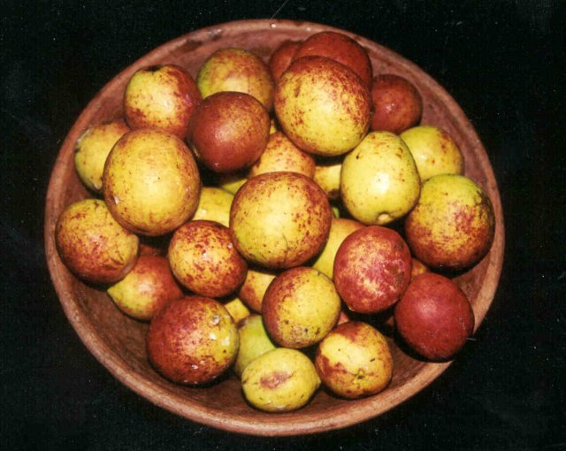 hancorniaspeciosa.jpg