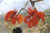 erythrinavelutinawilld4_small.jpg