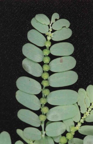 phyllanthusniruril3.jpg