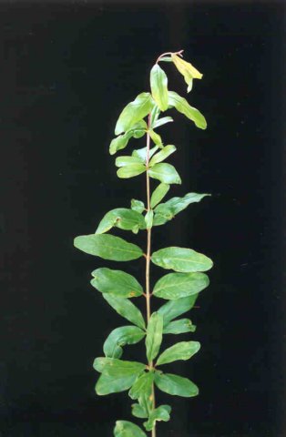 punicagranatum4.jpg